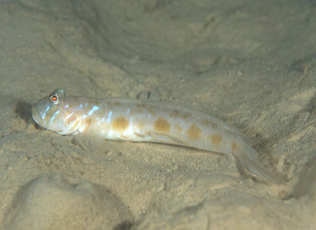 Oxyurichthys saru